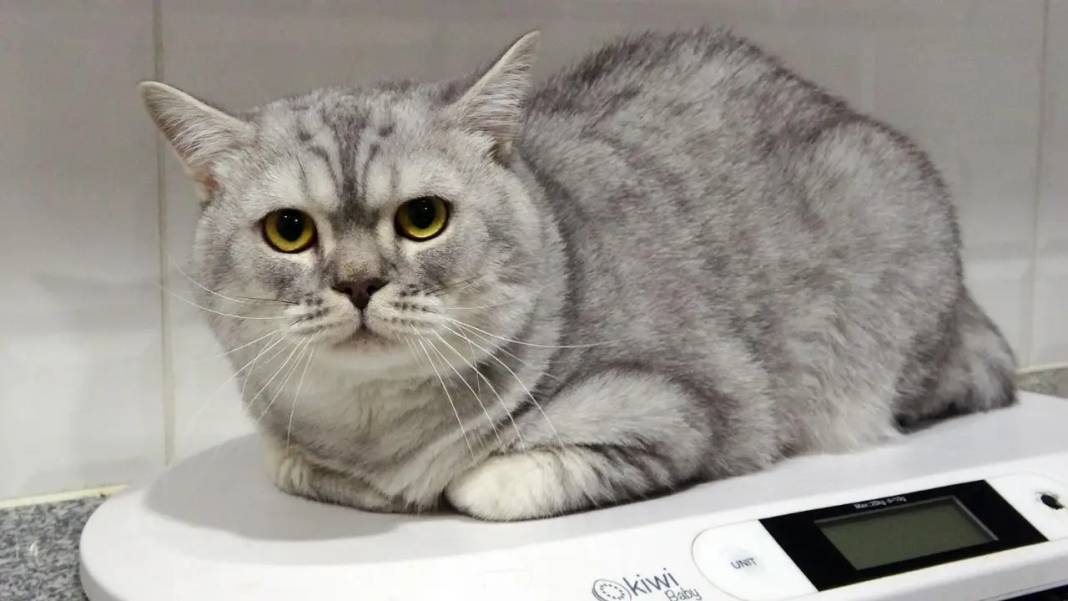 Isparta’da Kedi Nazlı Kan Nakliyle Hayata Döndü! 5